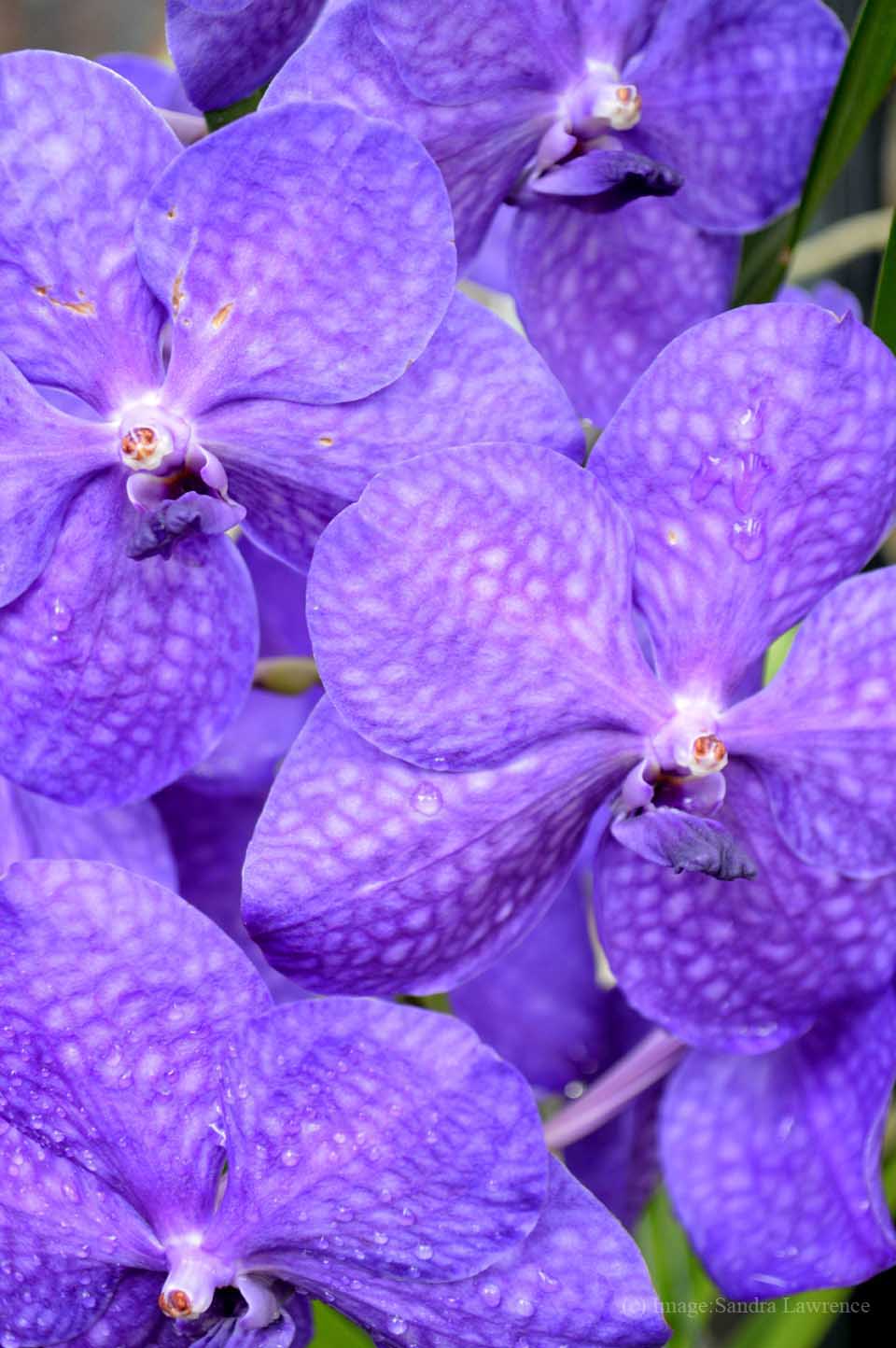 low-orchids-13